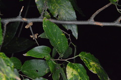 Aceria celtis