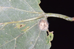 Celticecis pubescens