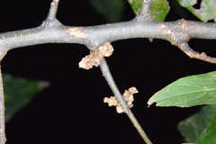 Aceria celtis