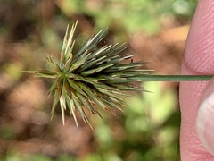 Cyperus plukenetii