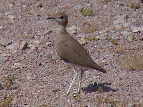 Burchell's Courser (Cursorius rufus), photo 9