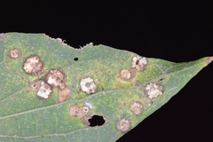 Celticecis capsularis