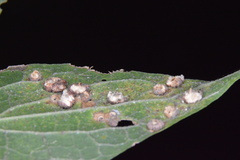 Celticecis capsularis