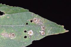 Celticecis capsularis