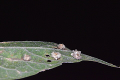 Celticecis capsularis