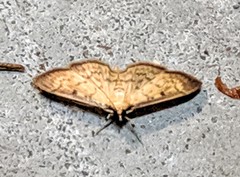 Blepharomastix ranalis
