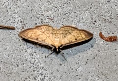 Blepharomastix ranalis