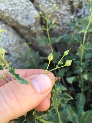 Scrophularia desertorum