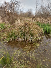 Angiospermae