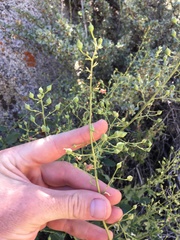 Scrophularia desertorum
