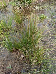 Angiospermae