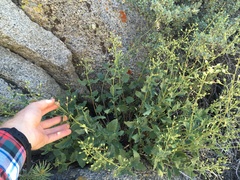 Scrophularia desertorum