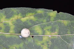 Celticecis pubescens