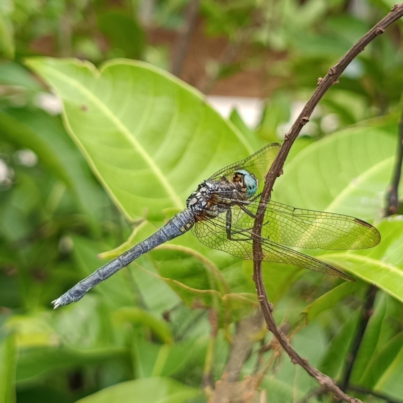 Marsh Skimmer