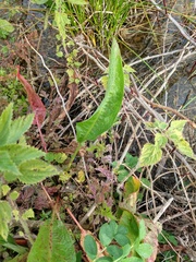 Angiospermae