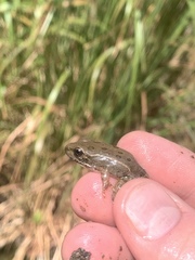 Lithobates onca