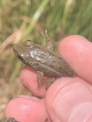 Lithobates onca