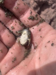 Lithobates onca