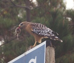 Microtus californicus