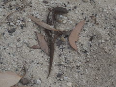 Elgaria coerulea coerulea