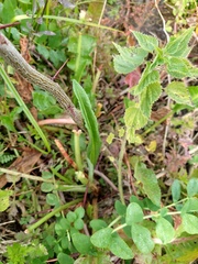 Angiospermae