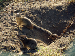 Notocitellus annulatus