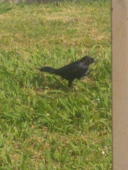 Euphagus cyanocephalus