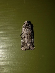 Sympistis chionanthi