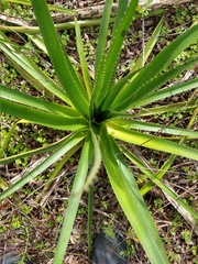 Eryngium paniculatum