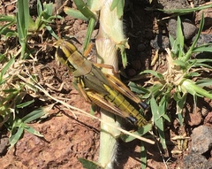 Phoetaliotes nebrascensis