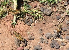 Phoetaliotes nebrascensis