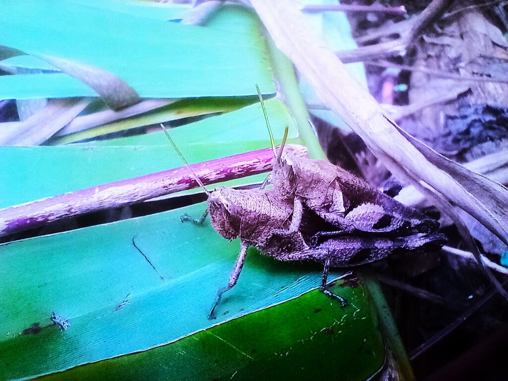 https://inaturalist-open-data.s3.amazonaws.com/photos/521894402/large.jpg