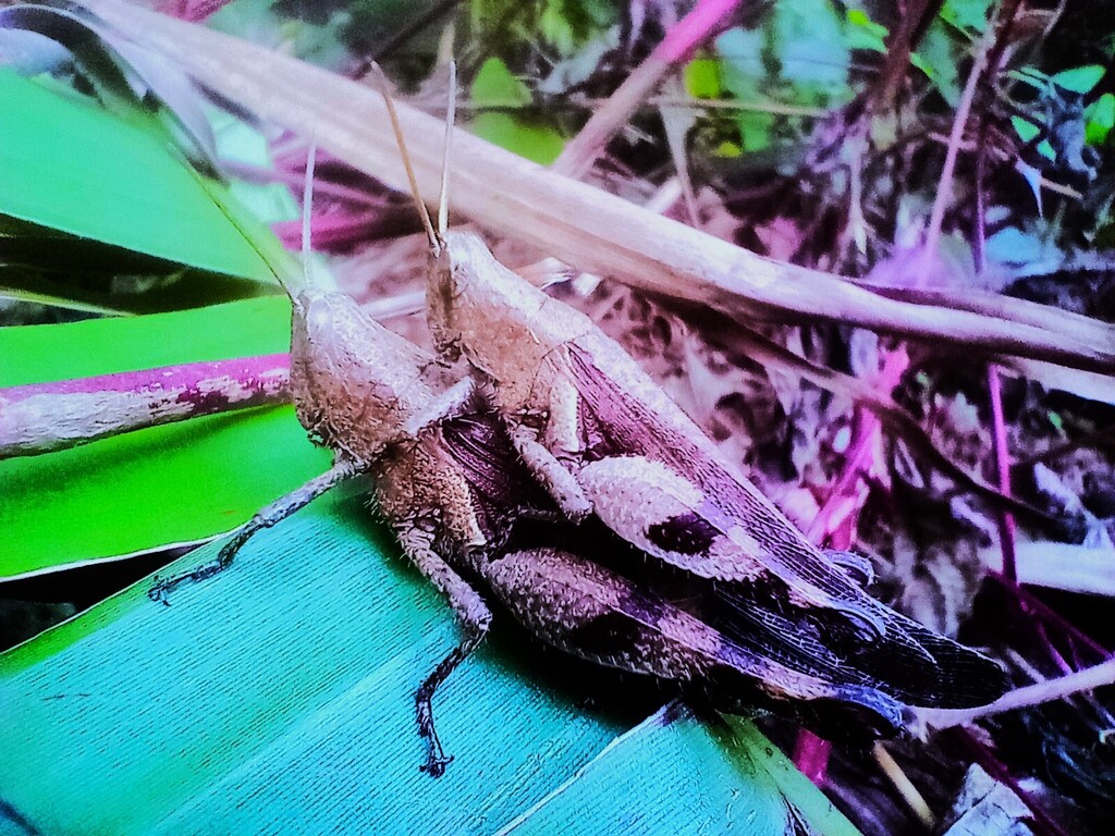 https://inaturalist-open-data.s3.amazonaws.com/photos/521894476/large.jpg