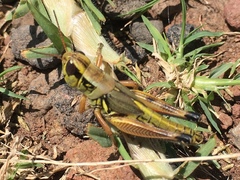 Phoetaliotes nebrascensis