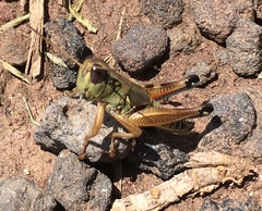 Phoetaliotes nebrascensis