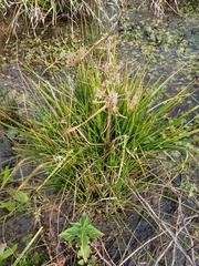 Angiospermae