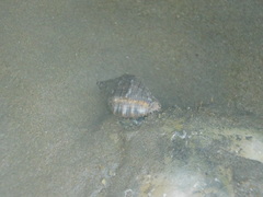 Stramonita biserialis