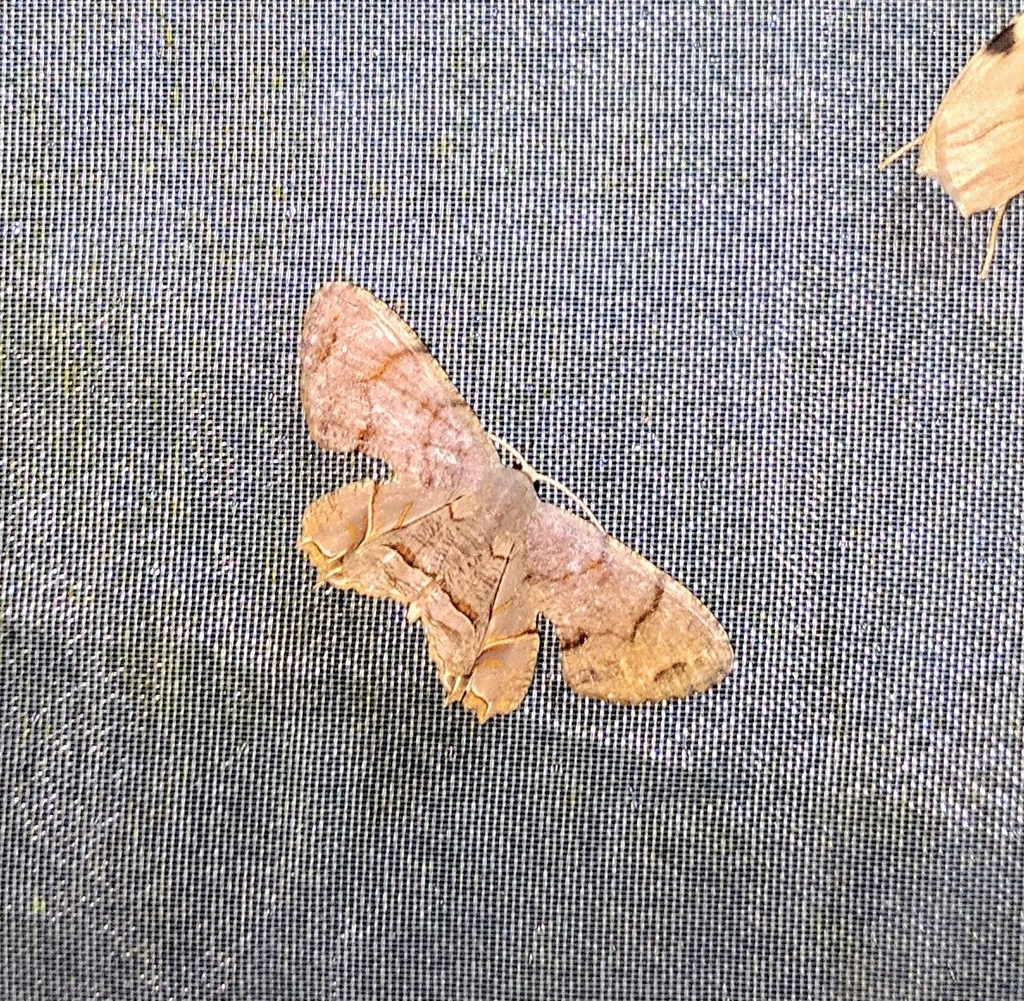 Dysaethria grisea