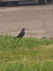 Euphagus cyanocephalus