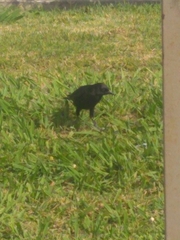 Euphagus cyanocephalus