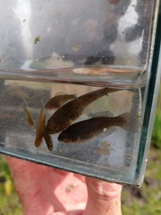 Austrolebias elongatus