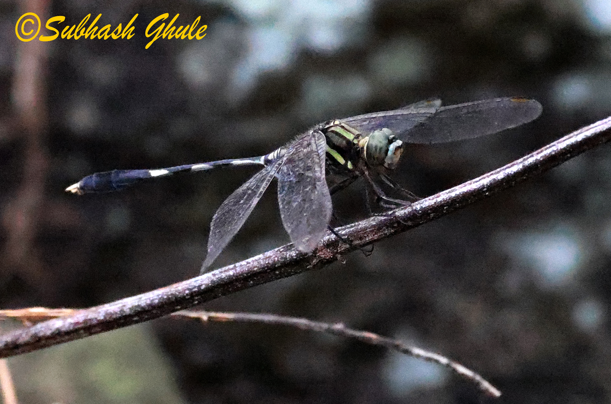 Slender Skimmer