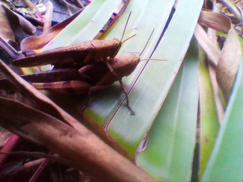 https://inaturalist-open-data.s3.amazonaws.com/photos/521895682/large.jpg