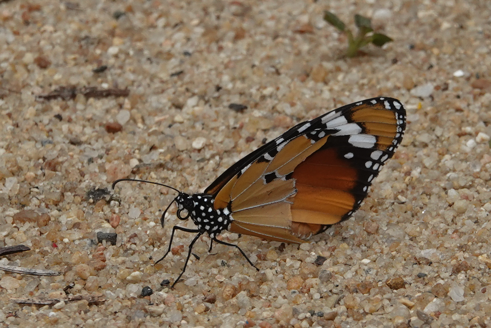 Plain Tiger