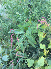 Persicaria extremiorientalis