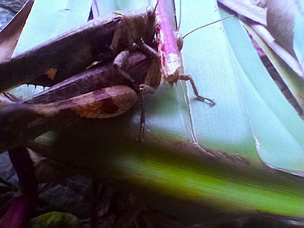 https://inaturalist-open-data.s3.amazonaws.com/photos/521896252/large.jpg