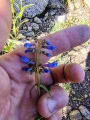 Penstemon watsonii, photograph author not stated, no rights reserved