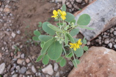 Senna durangensis