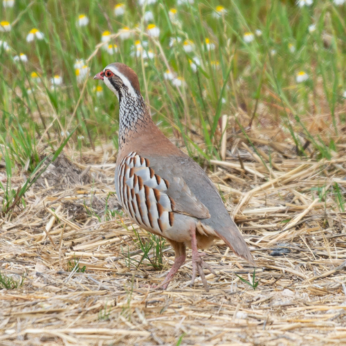 Perdiz roja (Alectoris rufa)