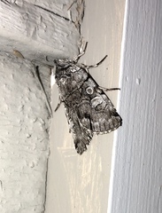 Sympistis chionanthi